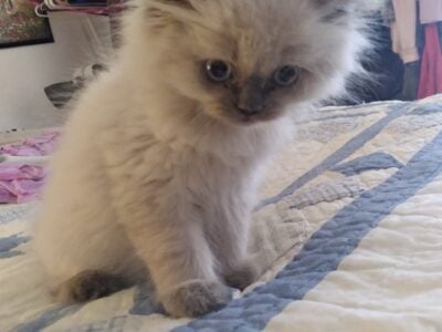 Ragdoll kitten, female,born March 7th 2025