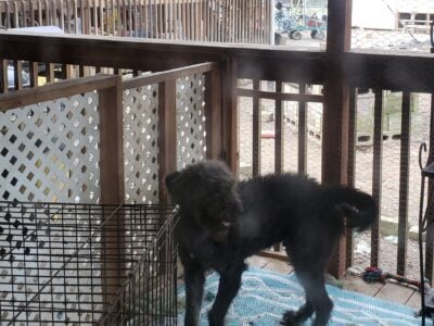 Chesapeake/Poodle/Golden mix male 1 year old July