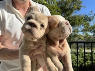 Butterscotch Big Rope Fluffy Girl San Diego
