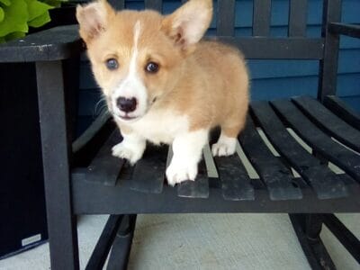 Pembroke welsh corgi zion