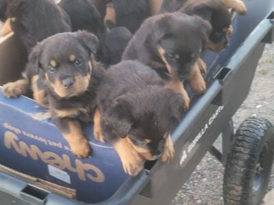 Rottweiler puppies ready October 12, 2025.