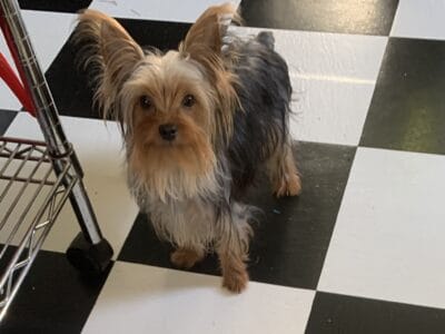 Tiny Girl Yorkie For Adoption