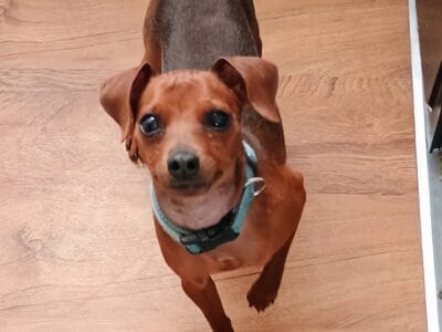 Lost/Stolen Miniature Pin