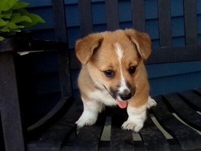 Pembroke welsh corgi female