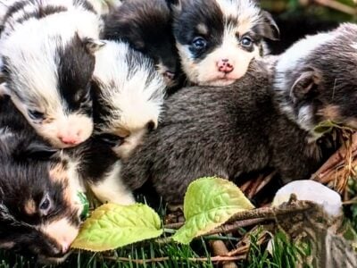 Pembroke Welsh Corgi