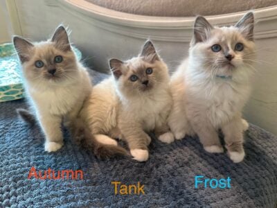 Mixed Ragdoll Kittens (2-1/2 months old)
