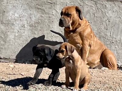 Wonderful American Bandogge Mastiffs