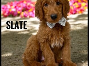 *Slate*
