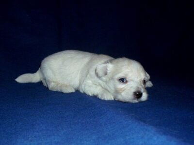 Hooch, MaltiPoo male, in home raised, Michigan