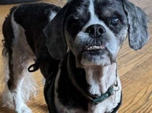 Shitzu/Cavalier King Charles