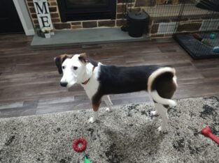 Mixed BorderCollie/Basenji