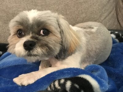Rocky – Male Shih Tzu