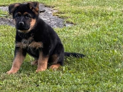 AKC German Shepherd puppies