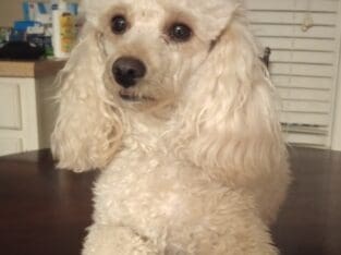 COMING SOON CKC Toy poodle pups