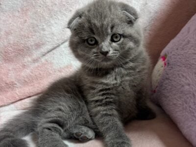 Adorable British Shorthair Kitten Ready No &nbsp;...