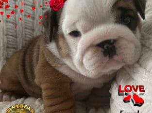 Gorgeous English Bulldog puppy