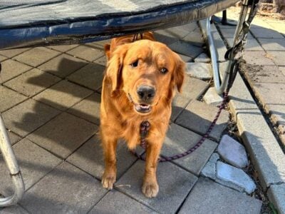 Dark Golden Retriever 2 yrs old male AKC
