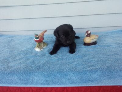 Purebred Lab Pups-no papers.