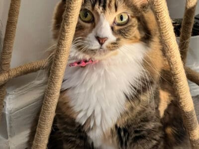 2 cats in need of loving home