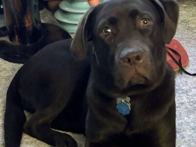 English Chocolate Lab