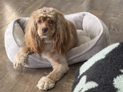 1 year old Female Cocker Spaniel