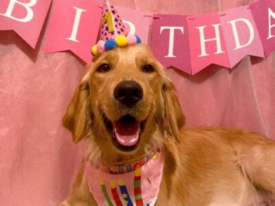 Adult Female Golden Retriever