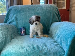 Tiny Toy Poodle puppy – Blue Merle – in Ohio