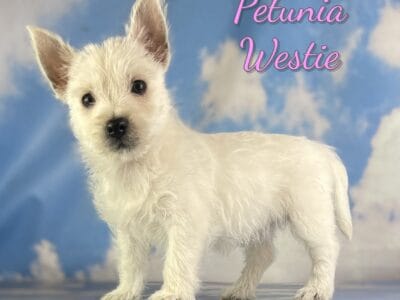 Petunia Female West Highland Terrier