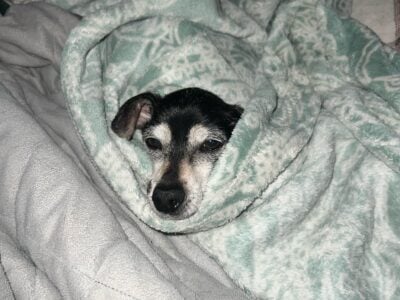 Looking for female Chiweenie