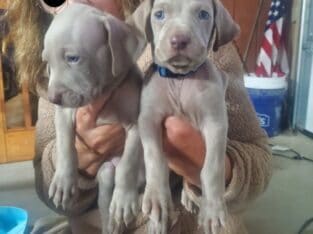 Silver Weimaraner Puppies for Sale