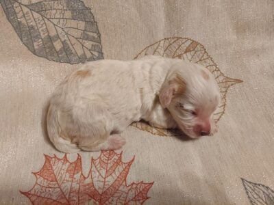 Misty, MaltiPoo, in home raised, non-shedding