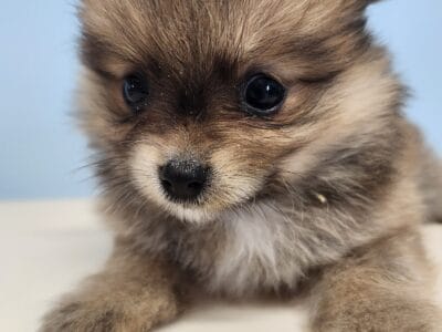 Pomeranian puppies for sale