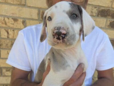 Great Dane puppies
