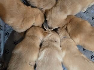 Golden retriever puppies