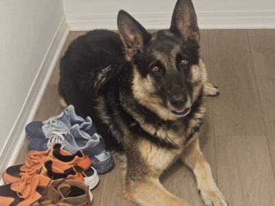 Samson German Shepard for Sale