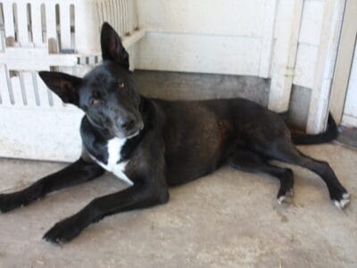 Four-year-old non-spayed lab mixes