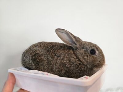 Young Bunnies only 6 weeks old