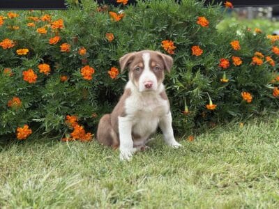 Purebred Border Collie puppies