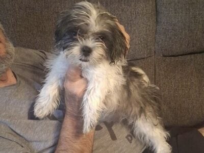 Ckc registered shihtzu pups