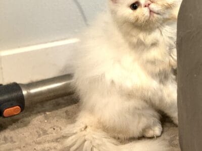 White Himalayan gold eyes