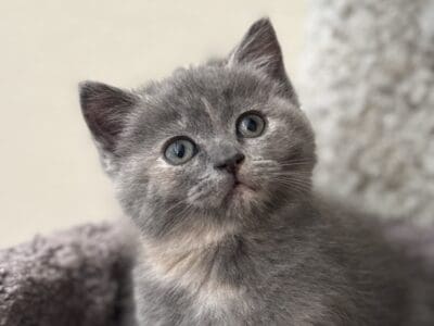 British Shorthair Mix Kittens