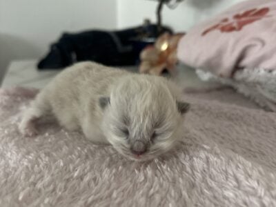 Ragdoll kittens for sale!