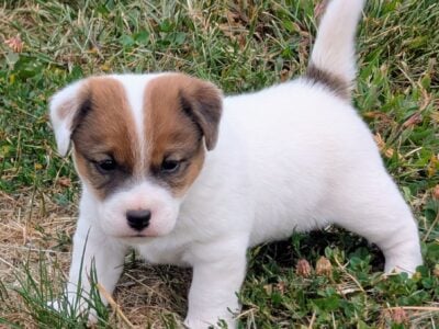 Jack Russell Terrier-CKC Reg. Male Puppy
