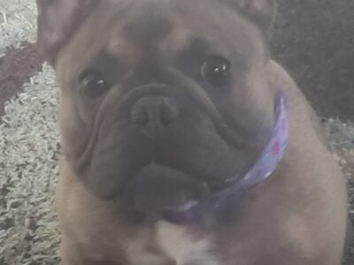 2 yr old Female French Bulldog
