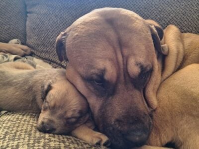 Pitbull English Mastiff Puppies Ready