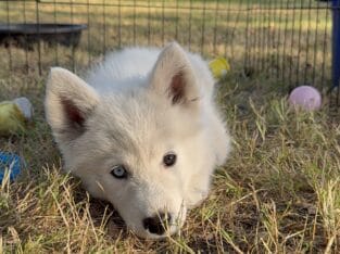 Samusky Pups in MN