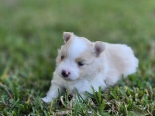 Teacup Pomeranians AKC