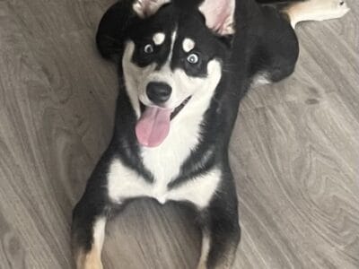 Alaskan Klee Kai Puppy