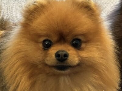 Pomeranian, retired Champion Show Dog
