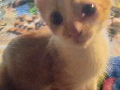 Too Sweet Red and White Kitten